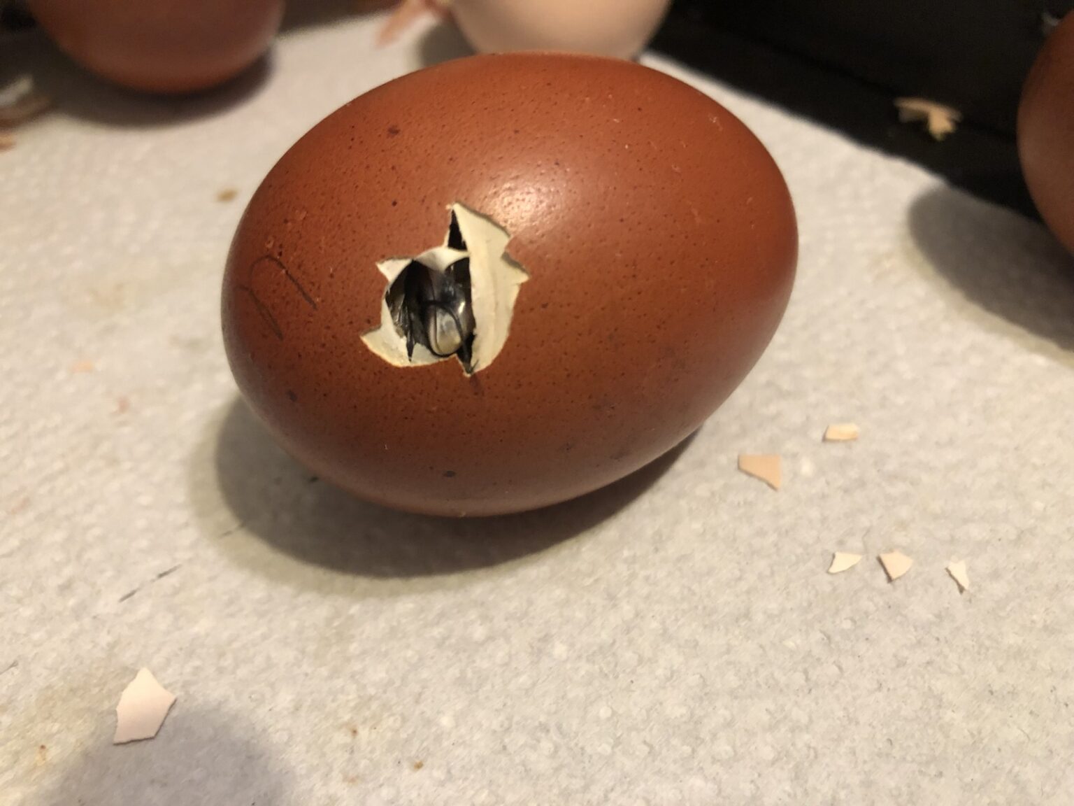 How to Produce the Best Fertile Hatching Eggs Backyard Poultry
